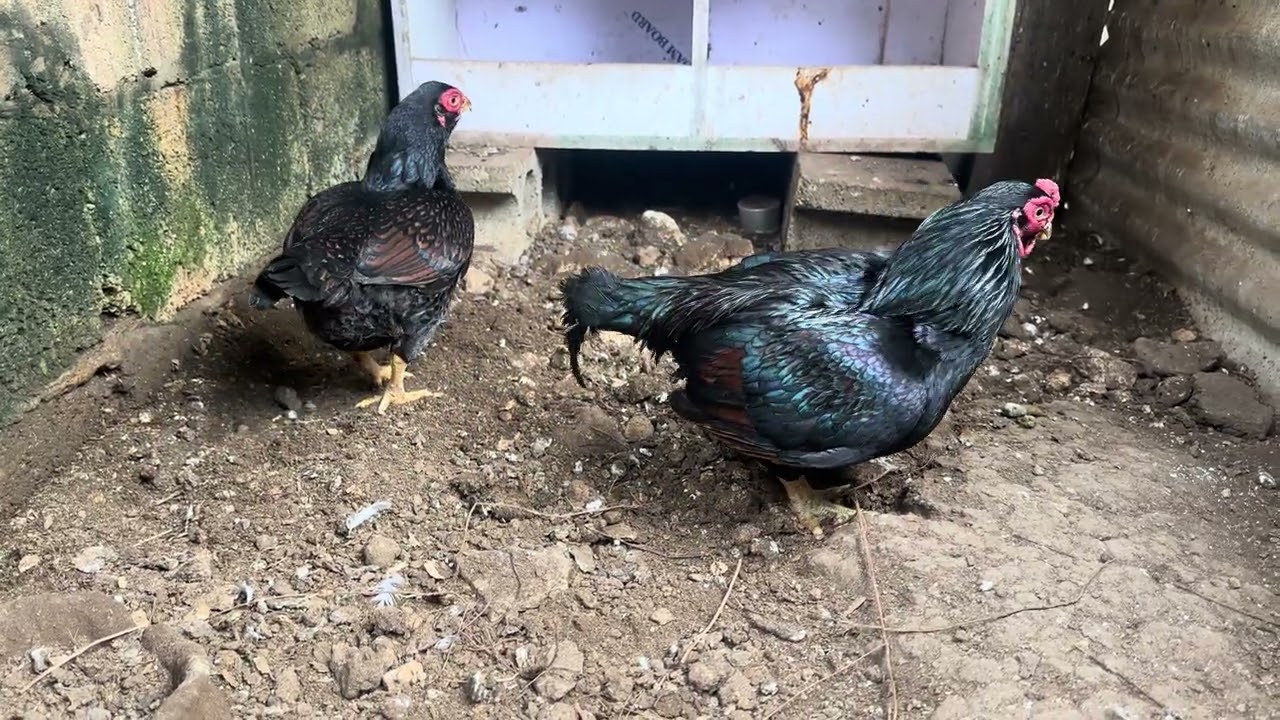 Dark cornish bantam 