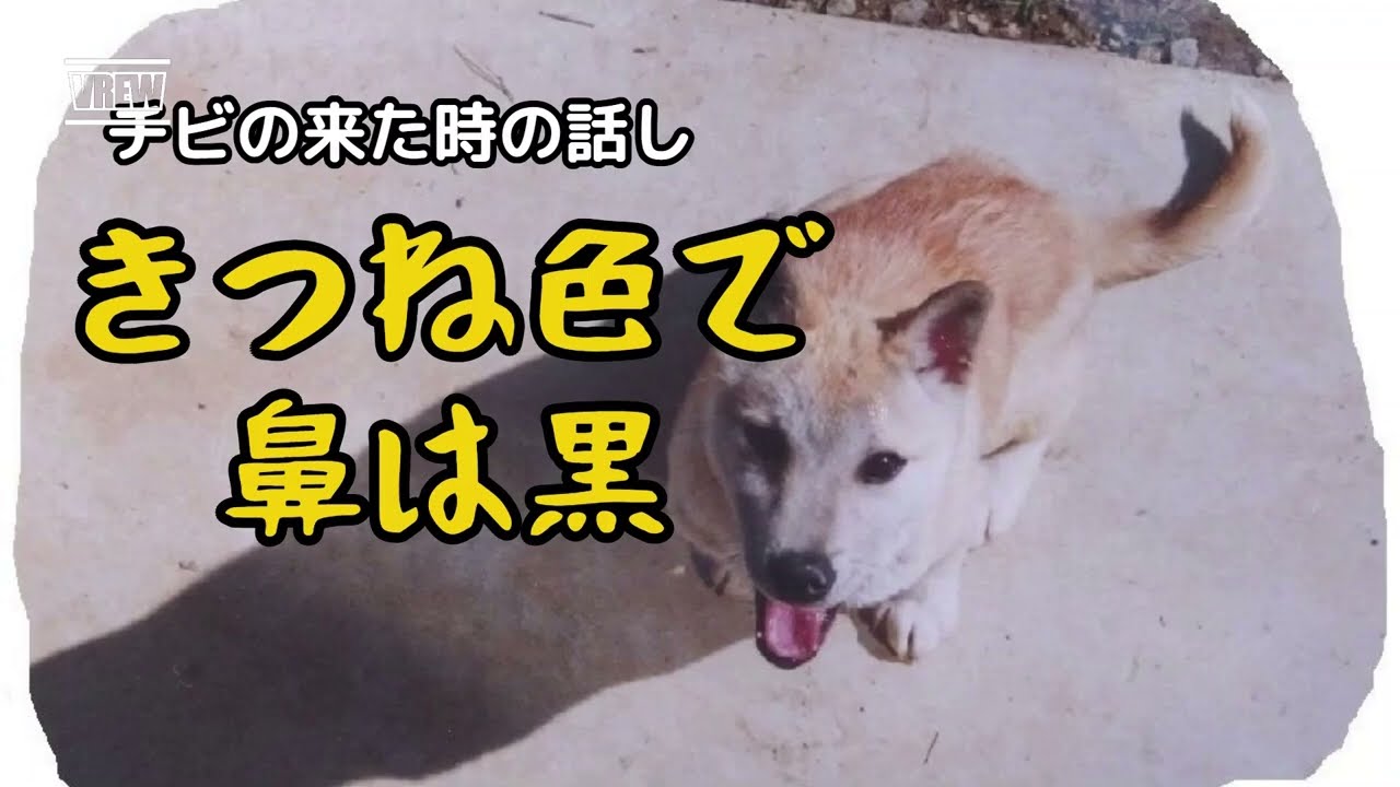 「きつね色で鼻は黒　チビの来た時の話し」　犬は家族　#人気の犬種　#トイプードル　#ヨークシャーテリア　#柴犬　#ドッグフード　#雑種犬　#捨て犬　2025.8.13