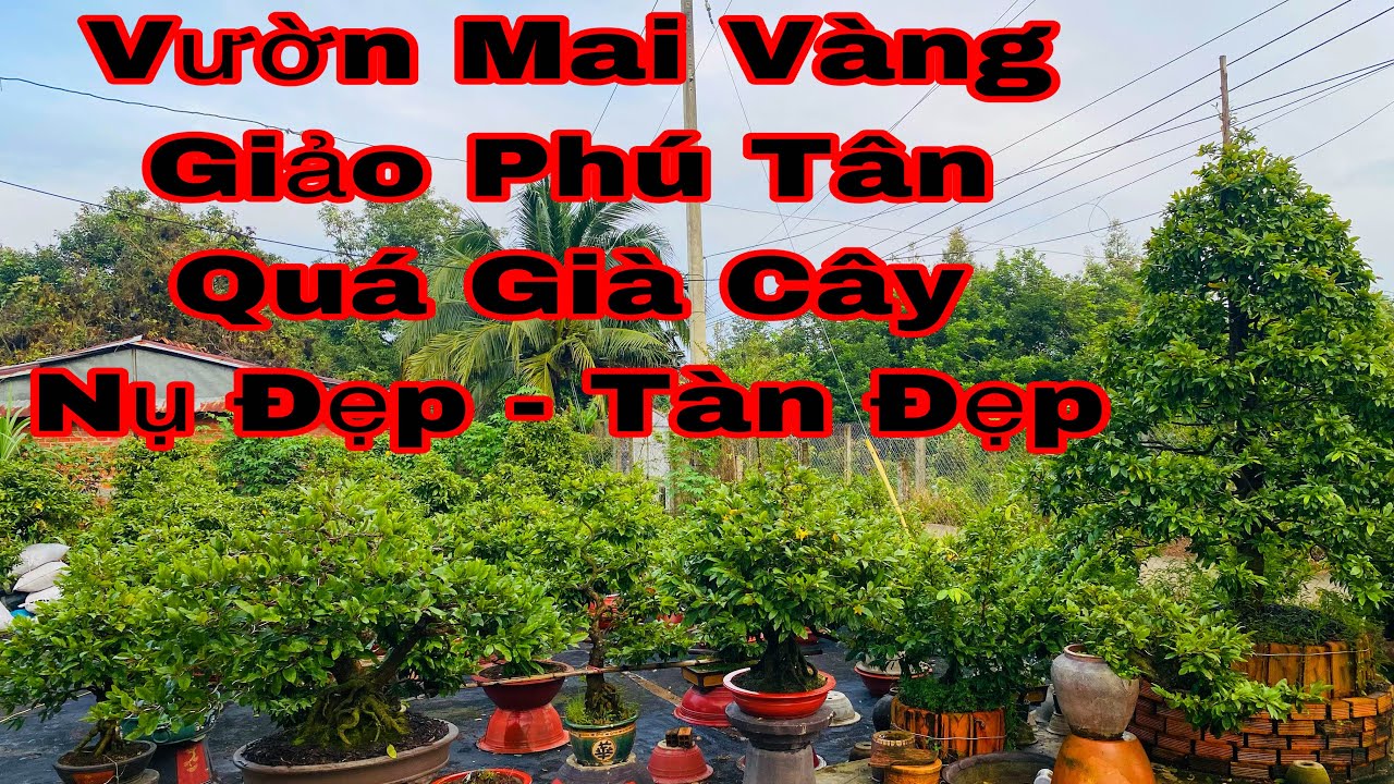 vườn mai giảo phú tân