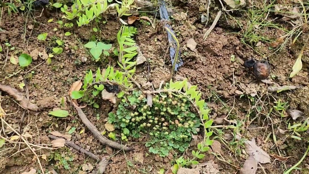 이끼3총사 (우산서리털이끼)