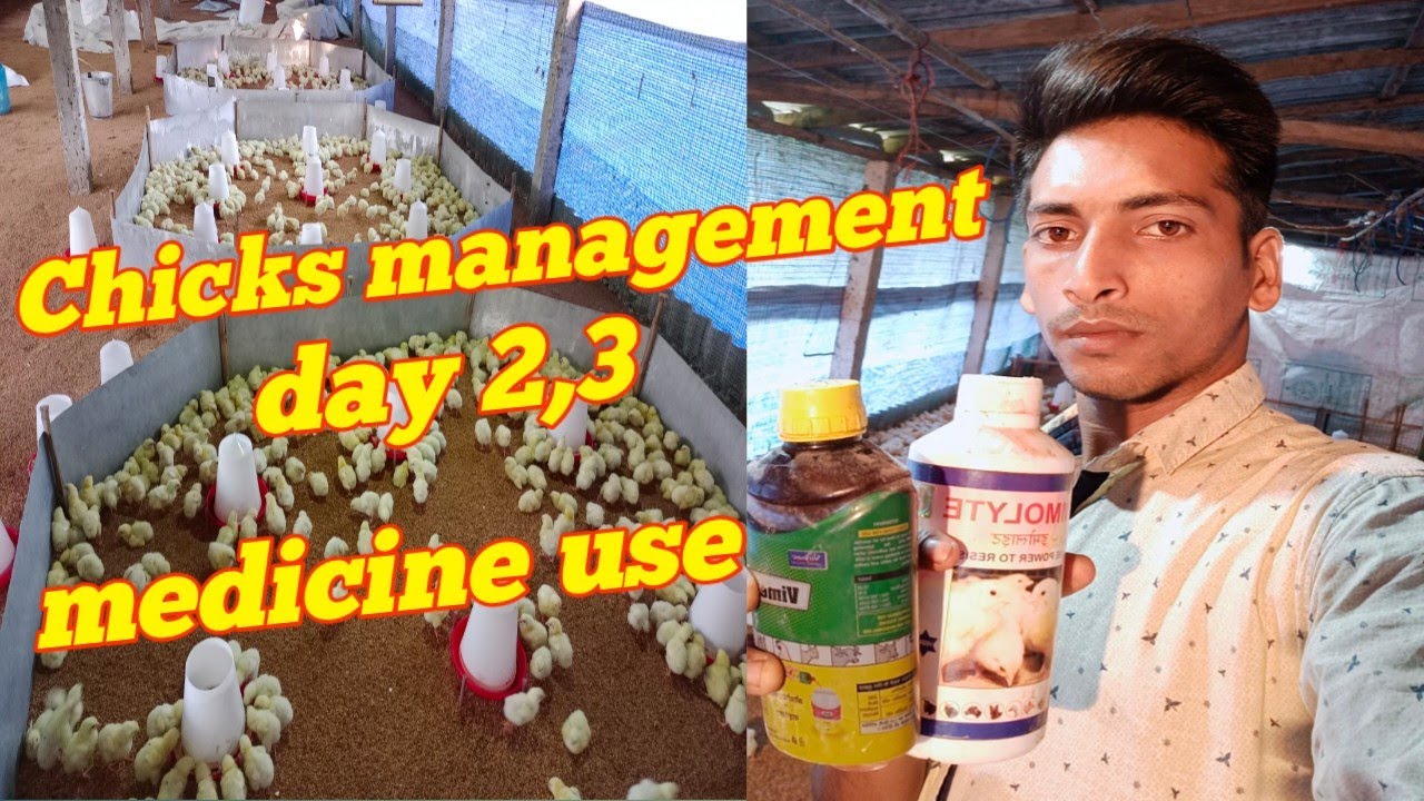 Broiler chicks management, day 2, day 3, rainy season