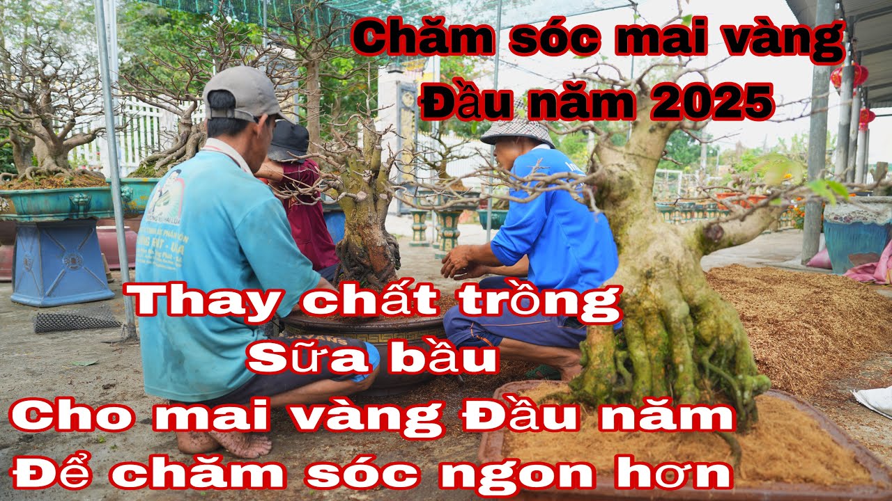 thay chất trồng cho mai v&agrave;ng , chăm s&oacute;c mai v&agrave;ng giai đoạn đầu năm