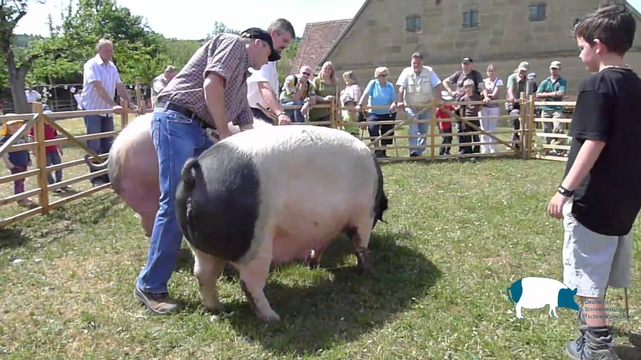 Tierschau Schw&auml;bisch H&auml;llische