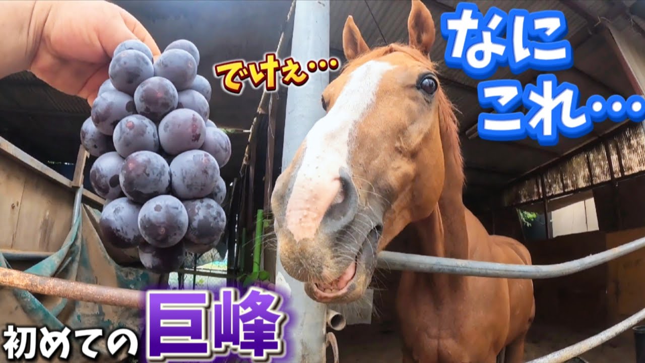 なんだこの小さいのにデカい紫は！！初めて大きなブドウを見た時の引退競走馬の反応がヤバすぎました【ツルマルボーイ様のシモベ】