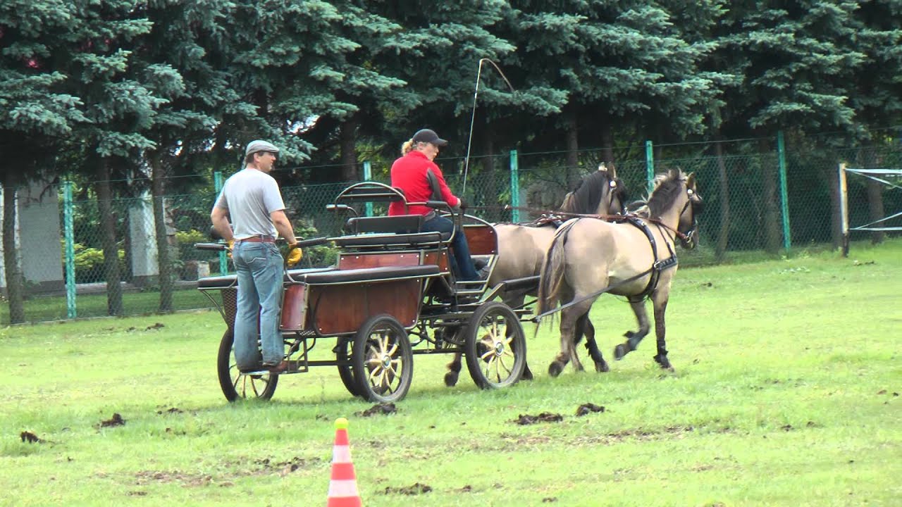 Zawody zaprzęgów w stajni Kobra Park - Iza i jej koniki polskie