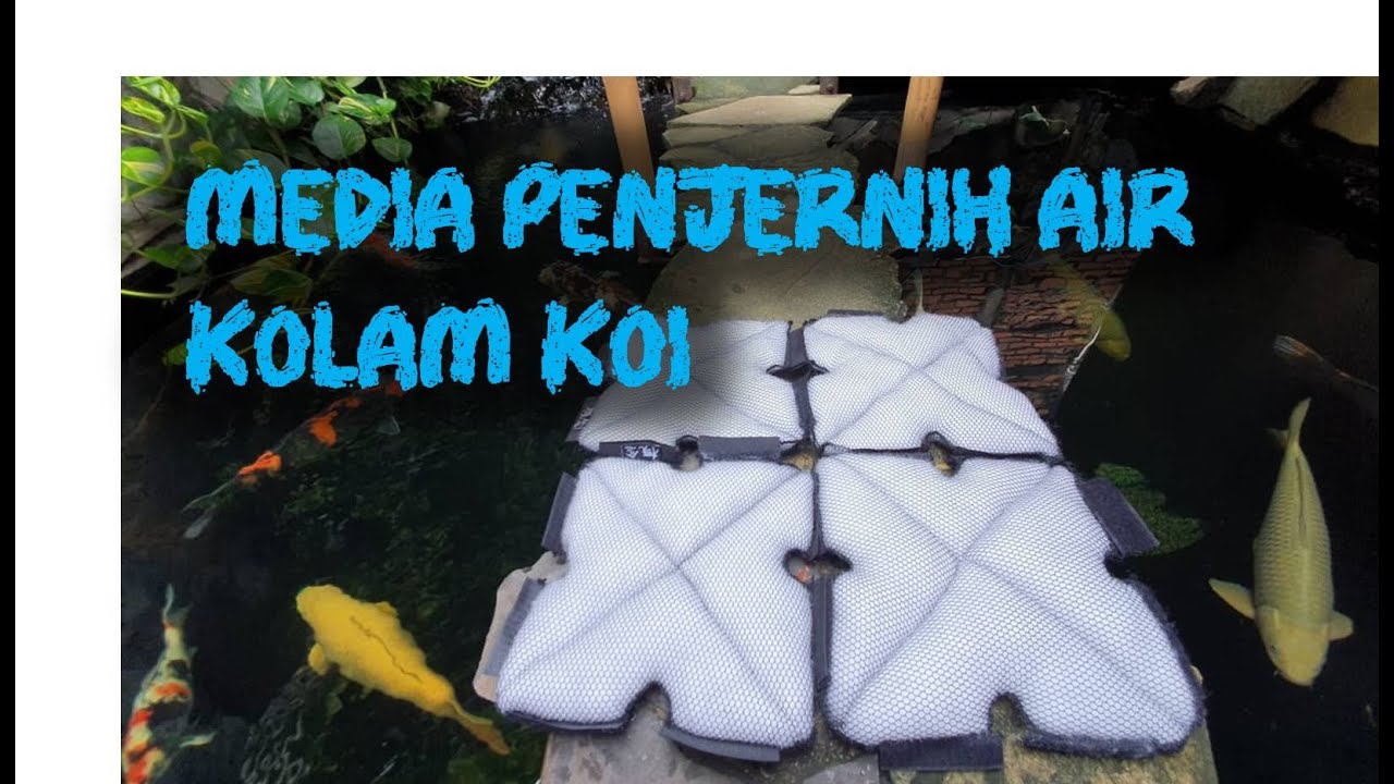 MEDIA PENJERNIH AIR | Rahasia Kolam Koi Jernih Bagian 4 | Tutorial Kolam Koi (23)