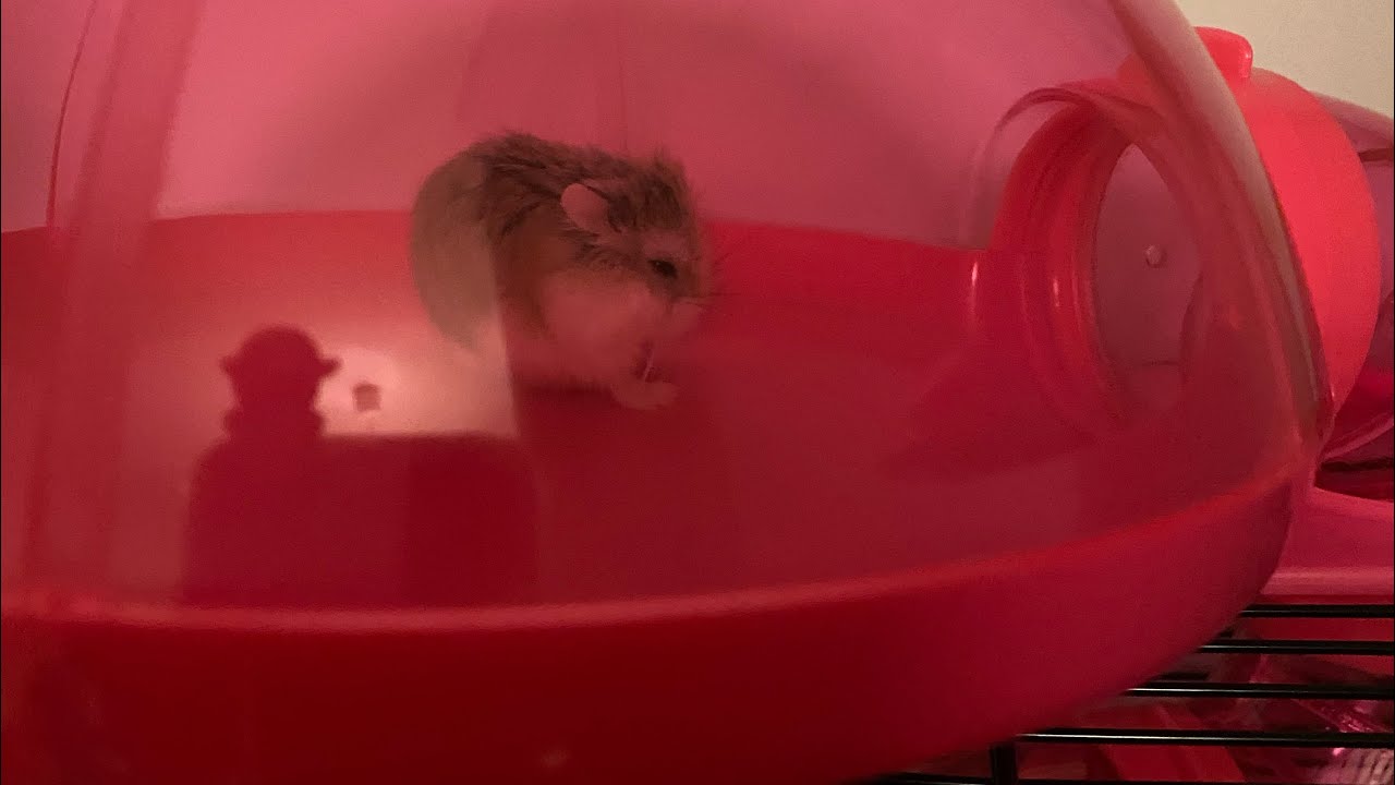 Jedziemy z okazji urodzin po chomika! 🐹❤️