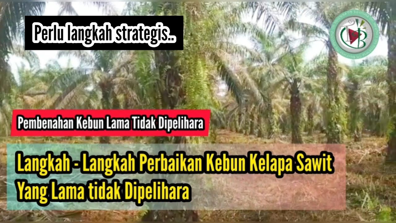 Langkah - Langkah Perbaikan Kebun Kelapa Sawit Yang Lama tidak Dipelihara