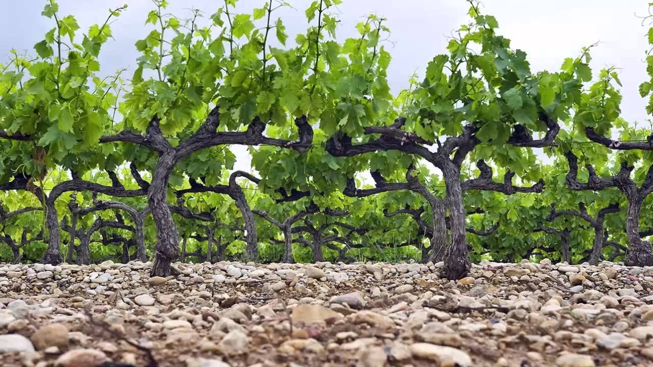 Discover Stellenbosch wines - VINOA
