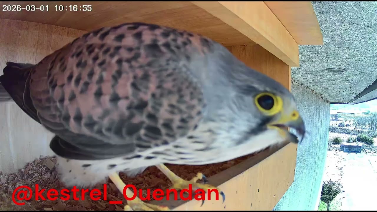 🐦チョウゲンボウカメラA地点動画まとめ📹（2026/02/26-03/04）