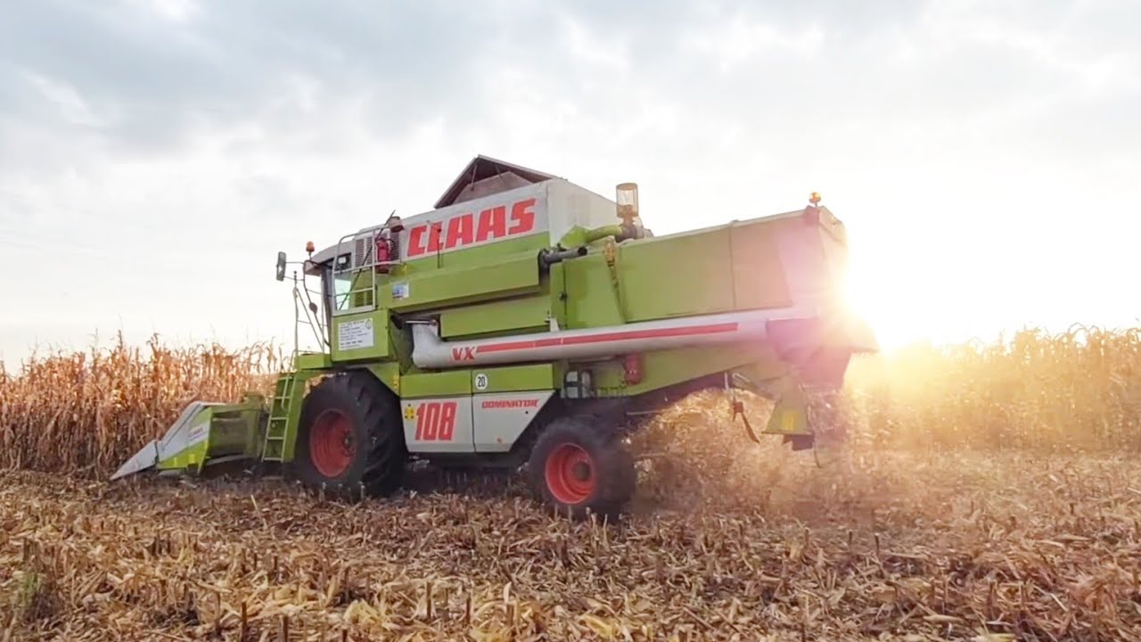 ✰KUKURYDZA NA ZIARNO 2022✰ F.H.U. Jacek Wędołowski ✰ CLAAS DOMINATOR 108 VX ✰