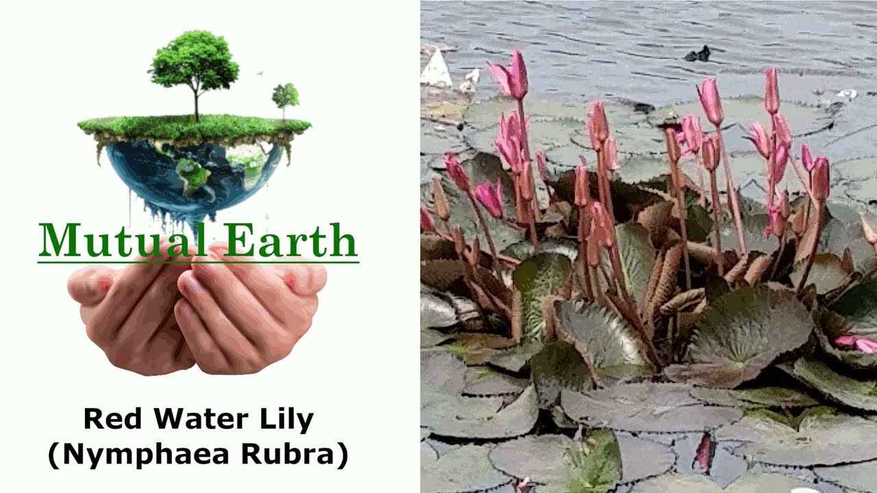Red Water Lily. (Nymphaea Rubra) 