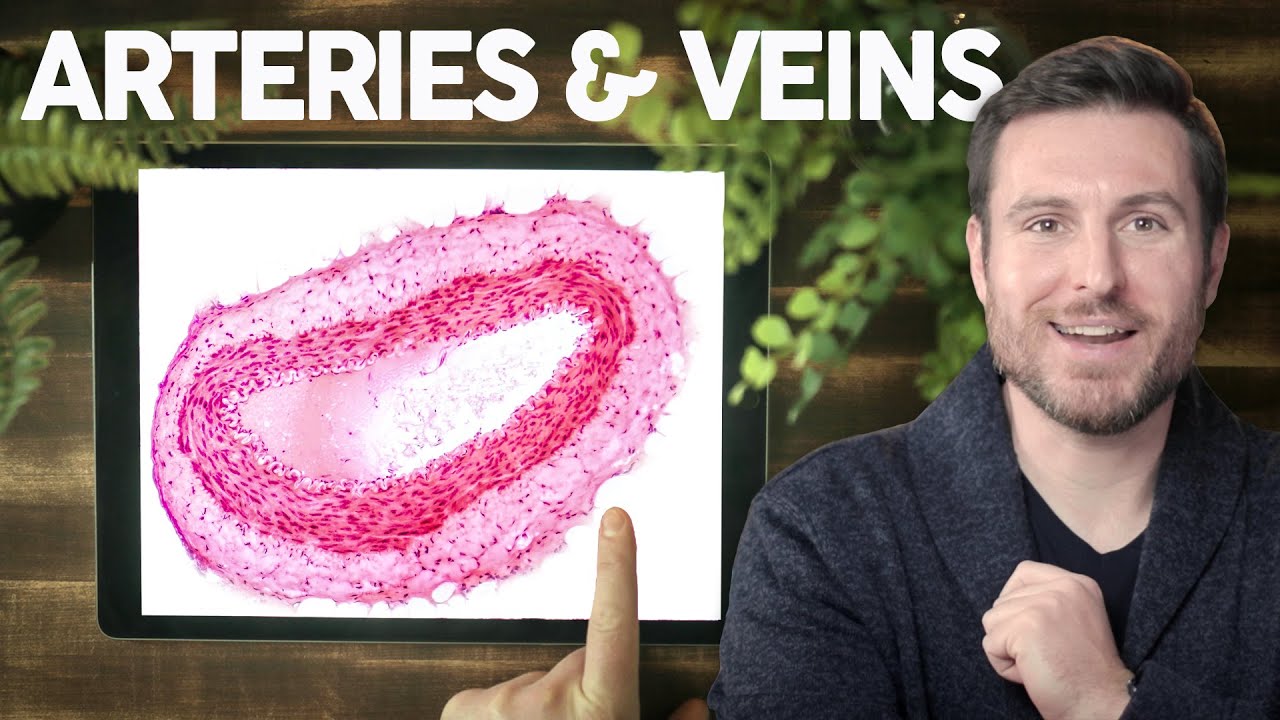 Blood Vessel Histology Explained for Beginners | Corporis