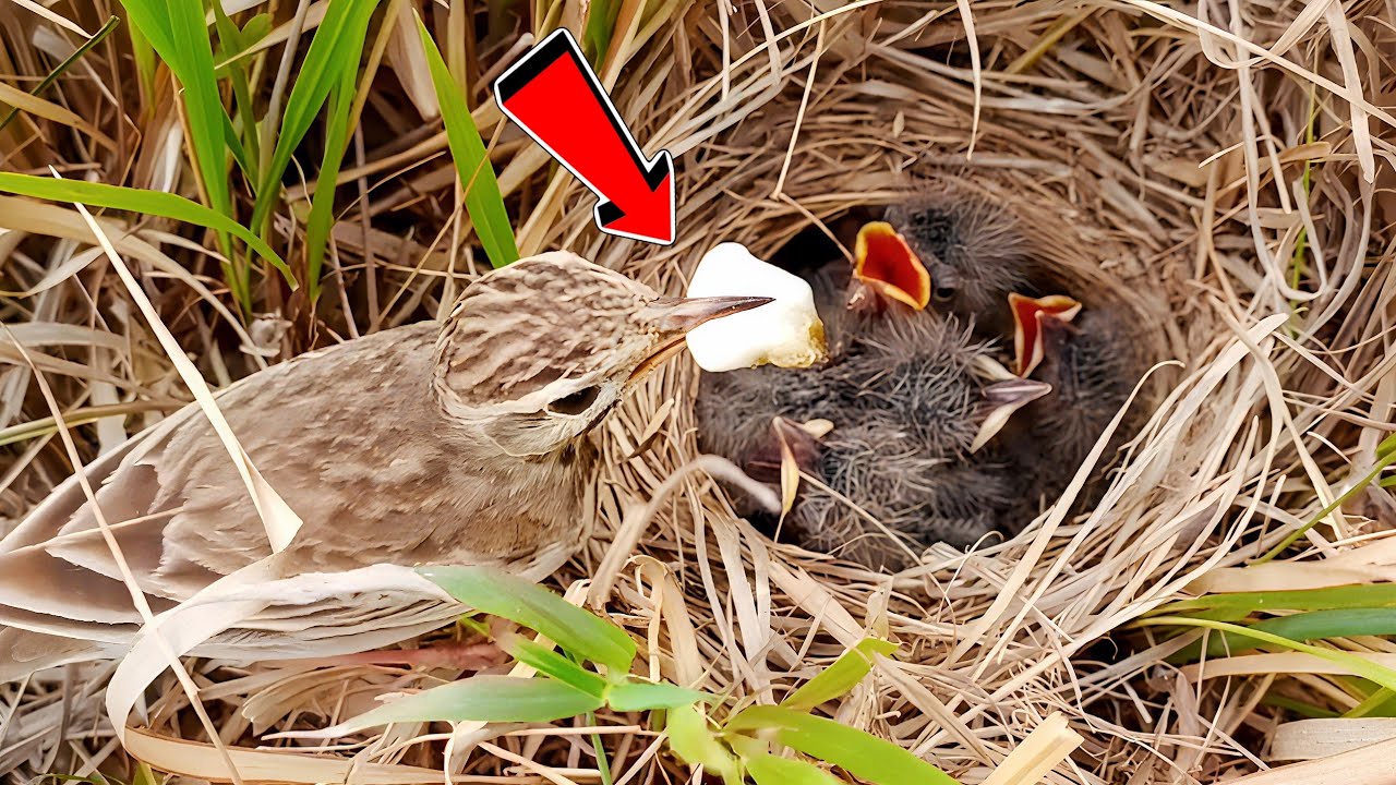Pipit bird took something white thing from her nest!