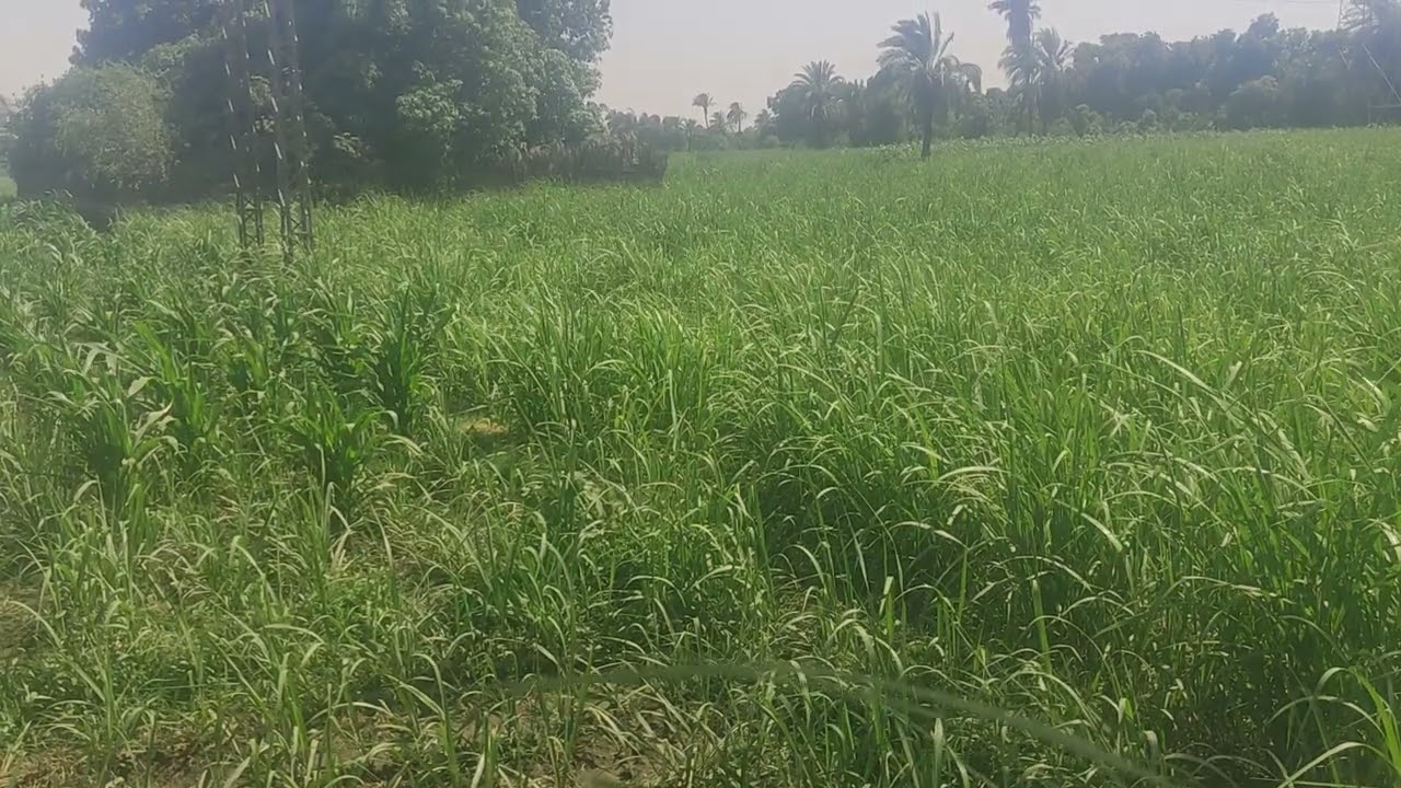 ارتفاع سعر قصب السكر الموسم الماضي اسبابه