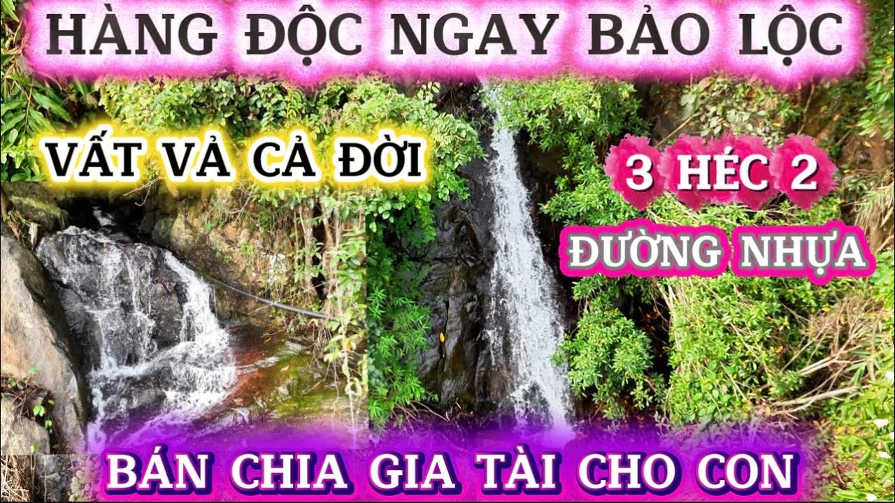 Hàng Độc Và Hiếm Có Ngay Bảo Lộc