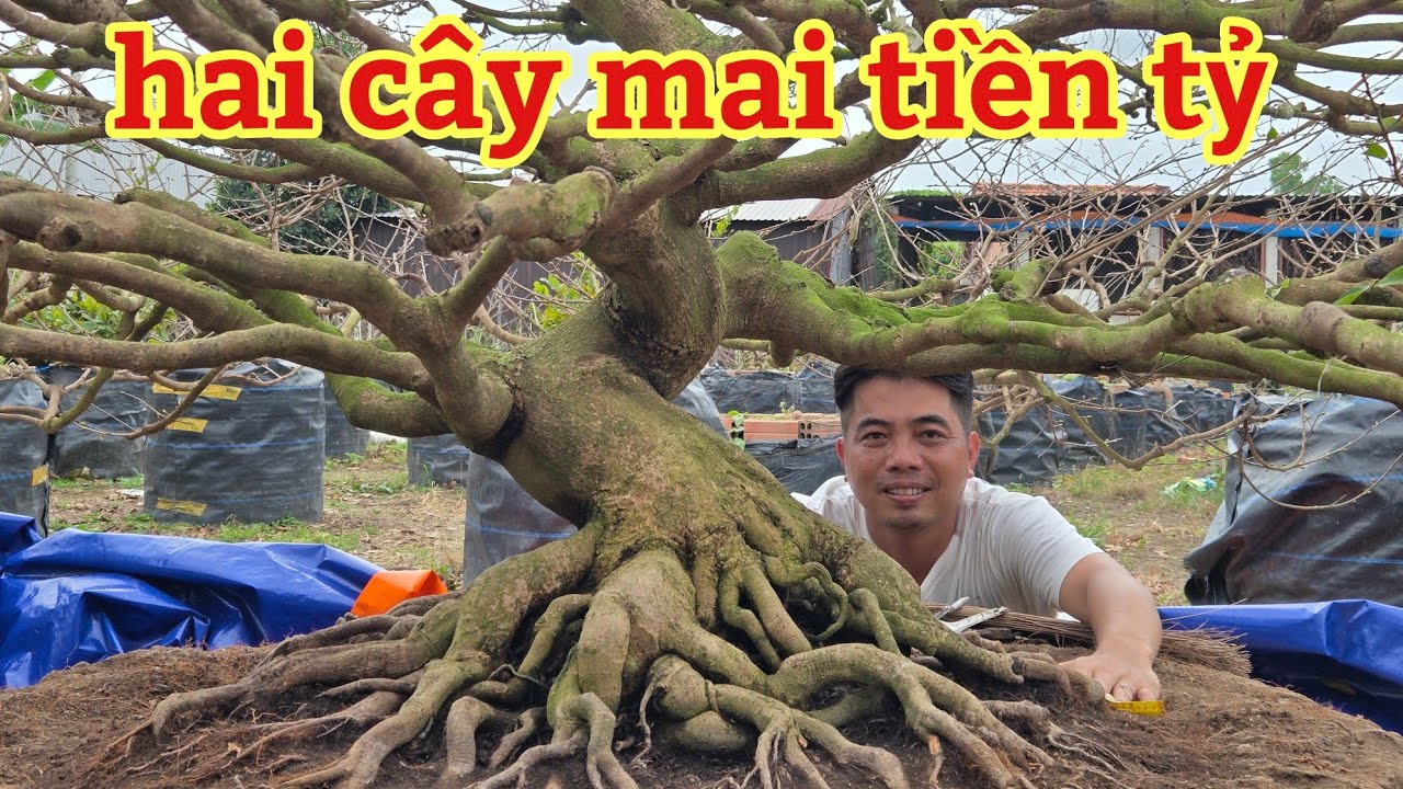 Hai cây mai tiền tỷ | mai vàng miền nam | ngày 4/5/2026