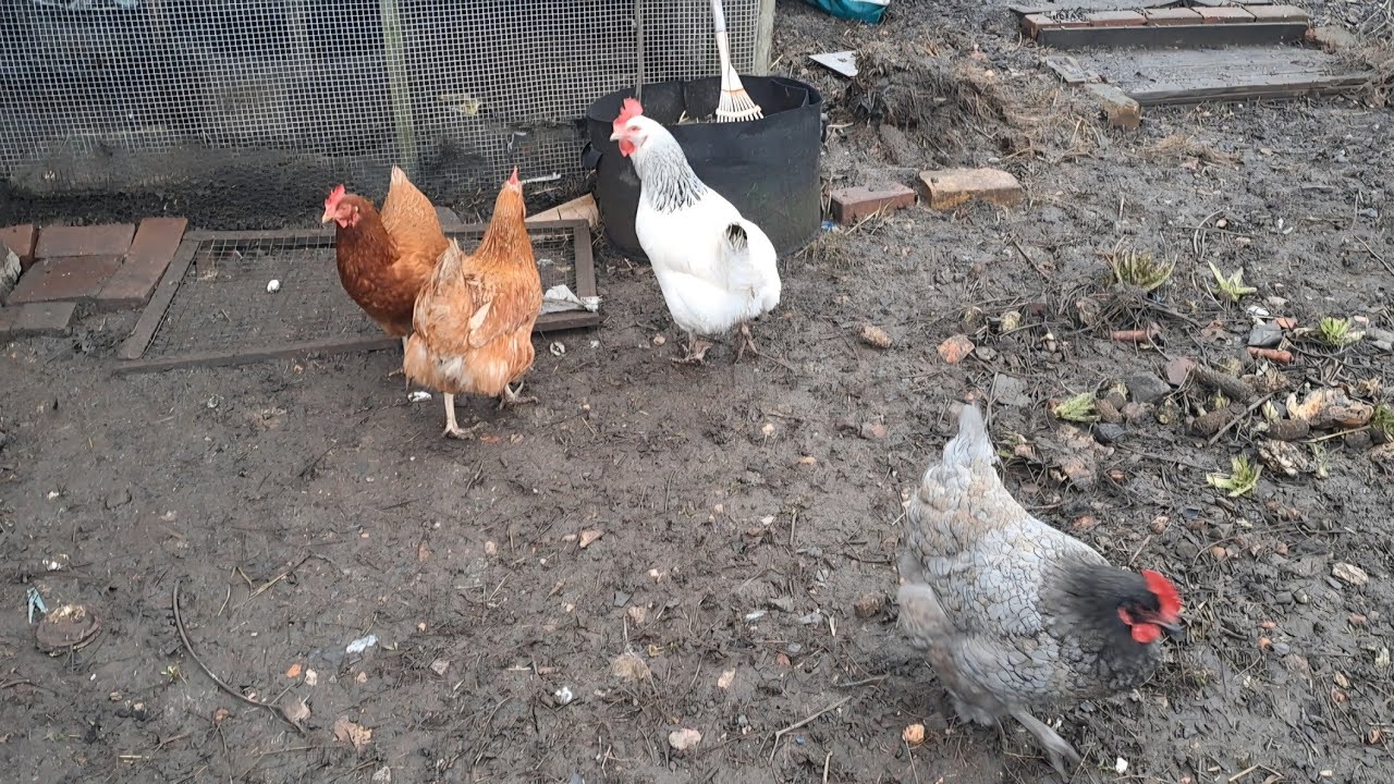 Buying Chicken feed..Keep Chicken in your backyard like this.