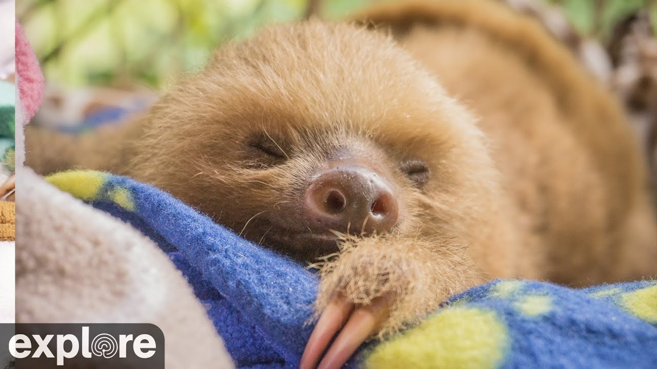 LIVE Baby Sloth Cam: Rescued Sloths in Costa Rica &ndash; Sloth TV | explore.org