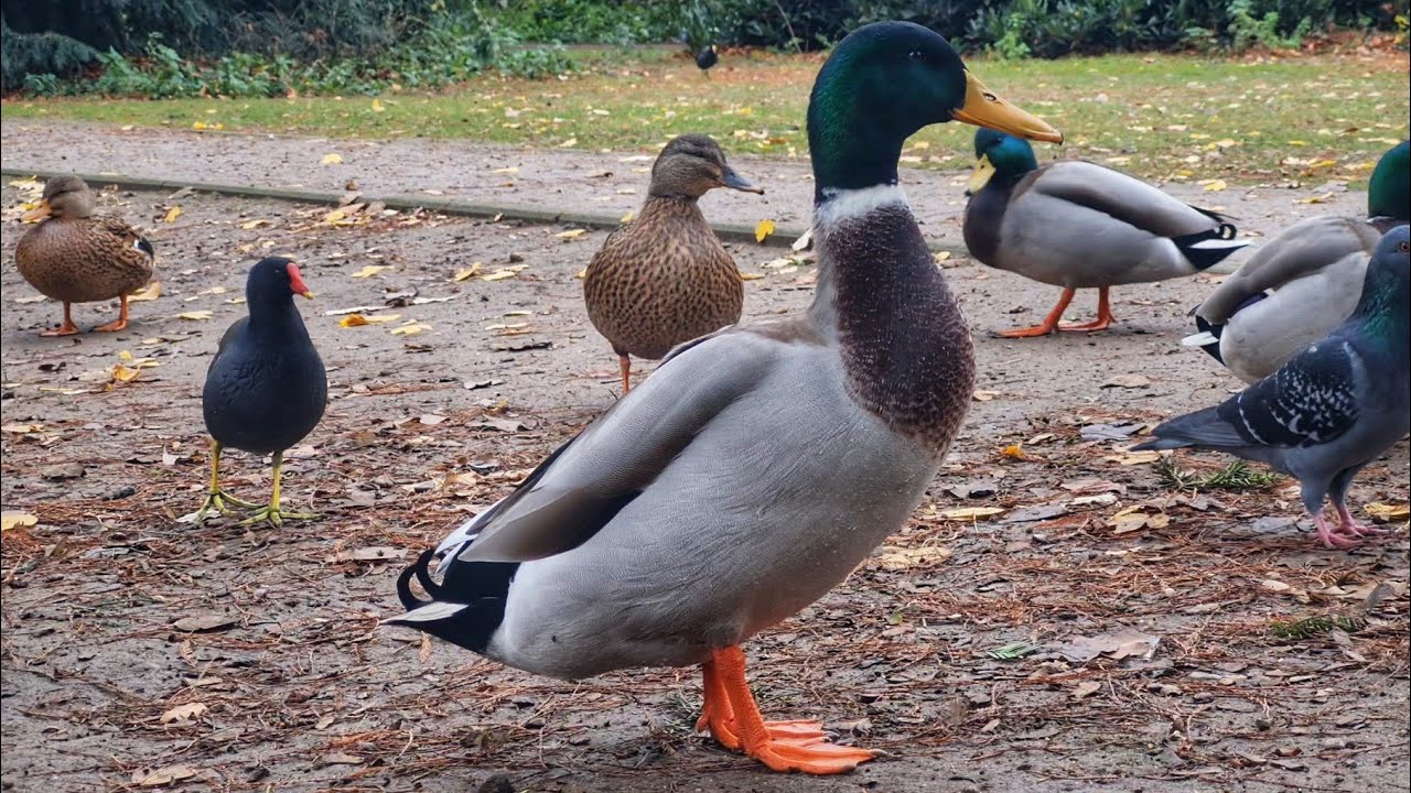 Niemand beachtet diesen Erpel im Florapark &ndash; bis jetzt in D&uuml;sseldorf 🦆 #Shorts #Viral #FYP #Ducks