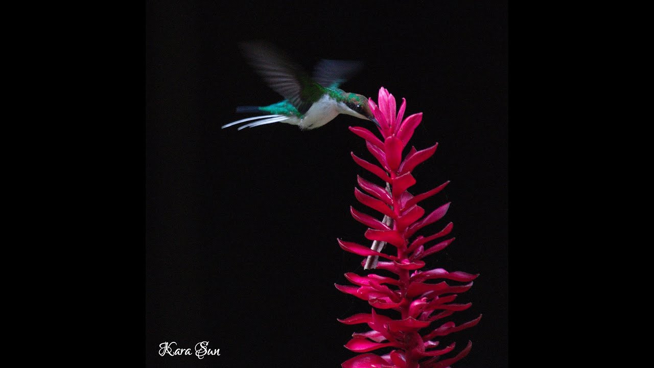 Kara Sun birding in Guatemala -Tikal (Part 1)