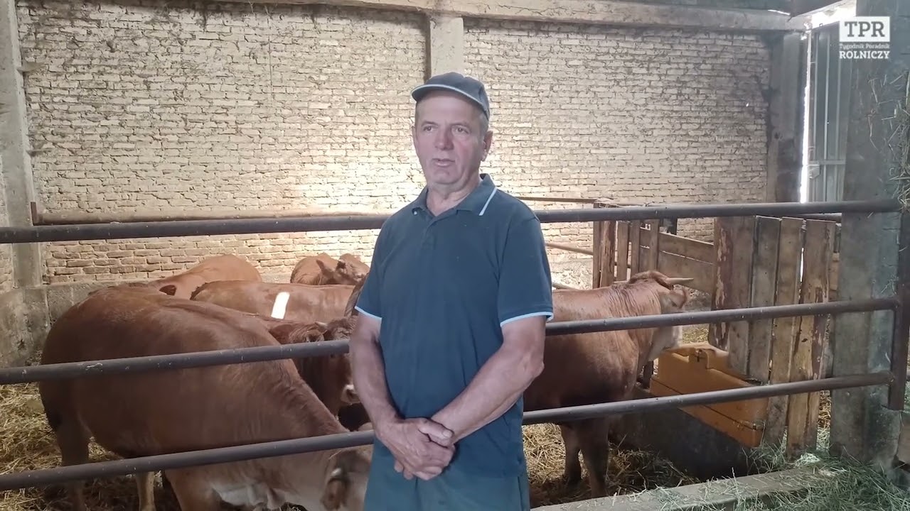 Ponad 20 Lat z Limousine – Gospodarstwo Franciszka Pogorzelskiego z Podlasia