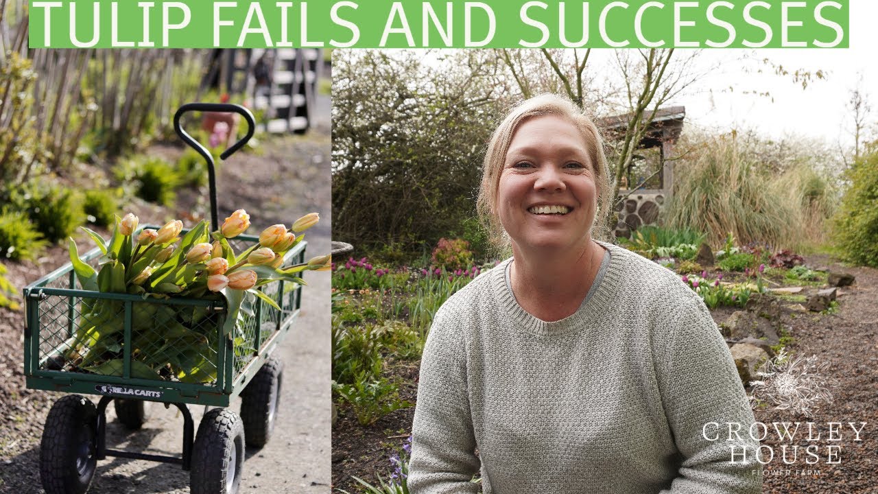 TULIPS, FAILS AND SUCCESSES