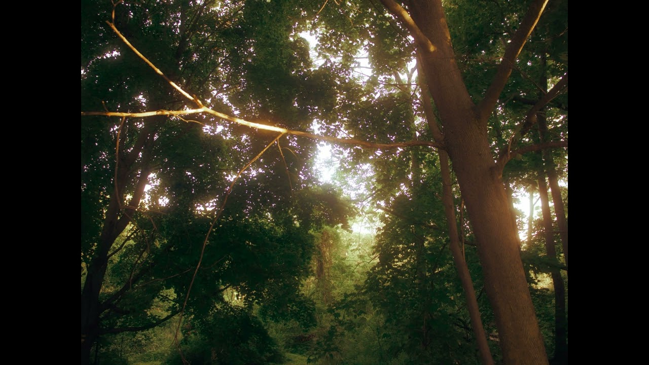 No. 16 — 🌲 Chillhop in the Forest Light
