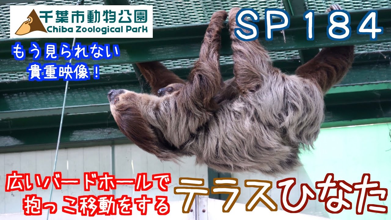 ＳＰ１８４　広いバードホールで抱っこ移動をするナマケモノ親子（テラス＆ひなた）
