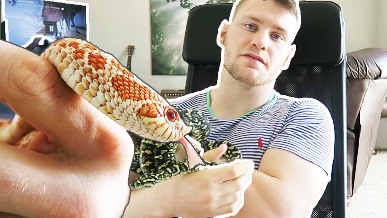 WHY DO I LOVE SNAKES?