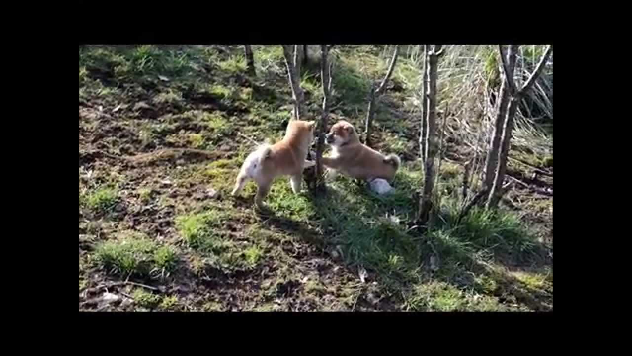 Shiba Inu - Visite à l'élevage