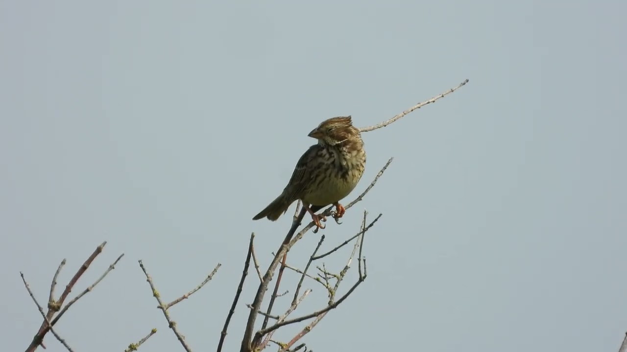 Who is rattling their keys? Corn Bunting (Emberiza calandra), RSPB Winterbourne Downs, Wiltshire.