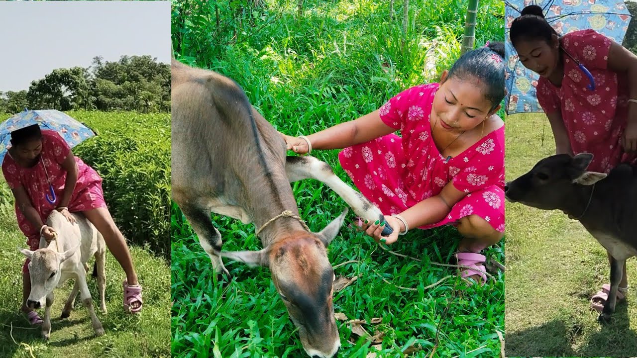 Cow riding women | riding cow | cow riding village