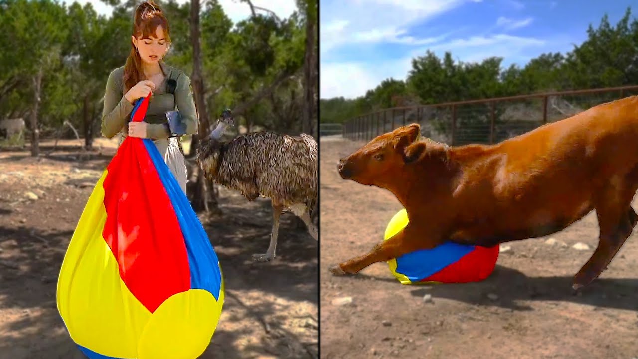 Maya gives Winnie her NEW ball at Alveus