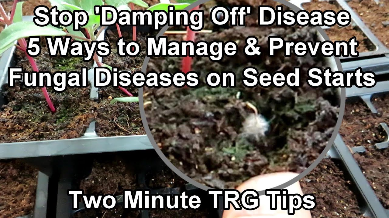 How  to Prevent & Manage 'Damping Off' and Other Fungal Diseases on Seed Starts: Two Minute TRG Tips
