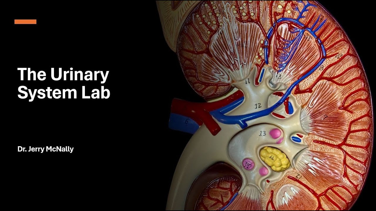 Urinary System Lab