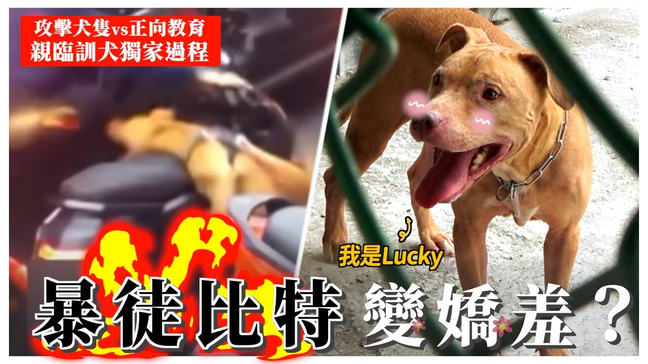 比特犬咬人歷經半年，Lucky從暴徒變為新寵兒？熊爸親探Lucky／動保處訓練師現身說法！｜熊爸估狗