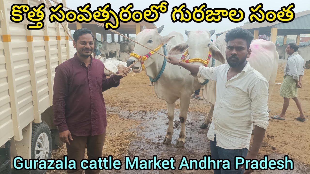 #గురజాలసంత
