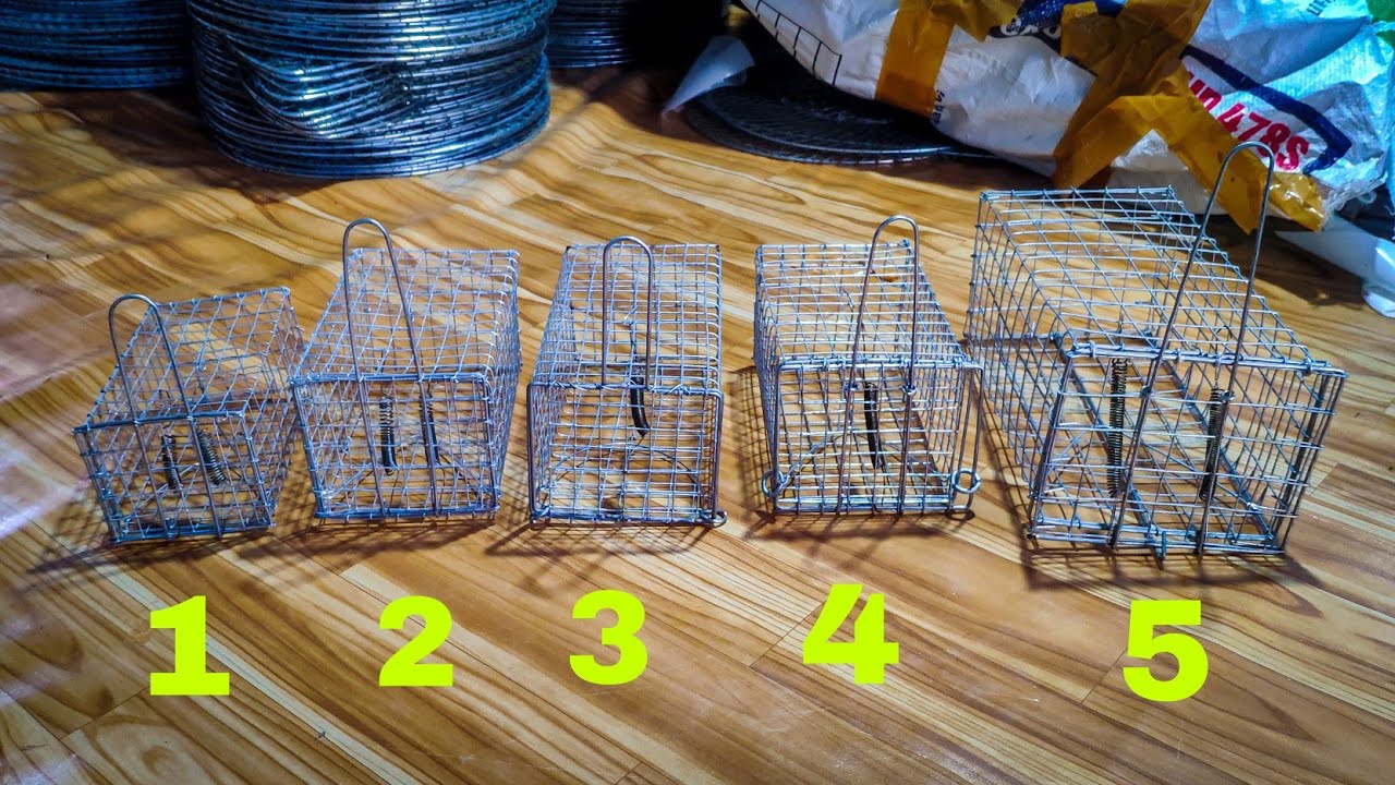 Báo Giá Các Loại Bẫy Chuột Đường Mòn Và Bẫy Chuột Cống Nhum Mới Nhất