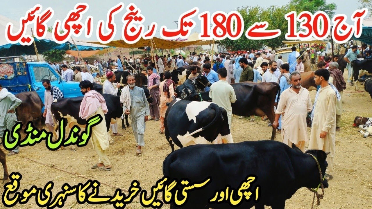 Today Gondal Mandi latest update 24Feb 2026! jersey cross cow for sale!cow sale in Punjab today!#cow