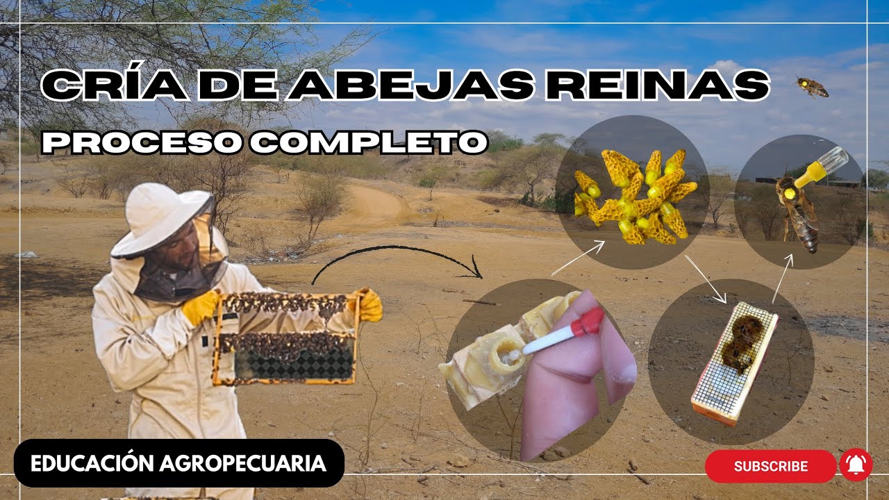 CRÍA DE ABEJAS REINAS | Guía profesional para Principiantes