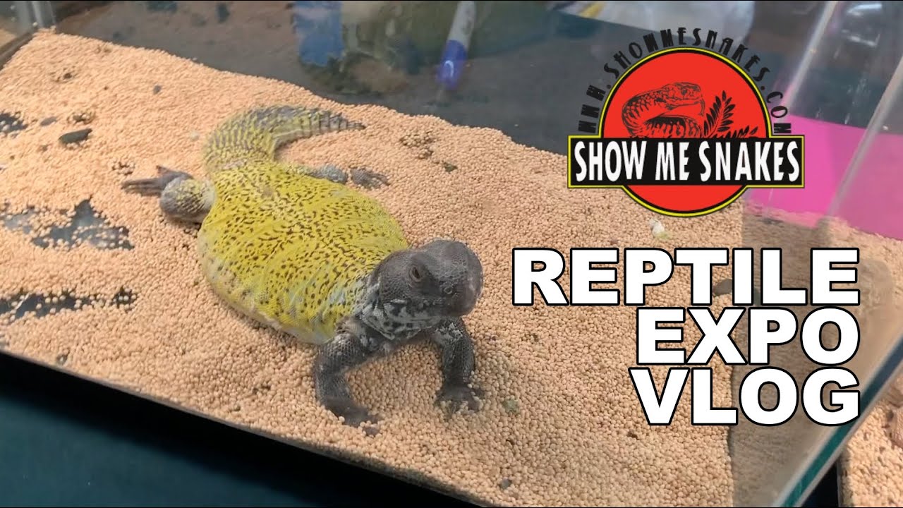 Show Me Snakes & Exotics Expo - February 2020