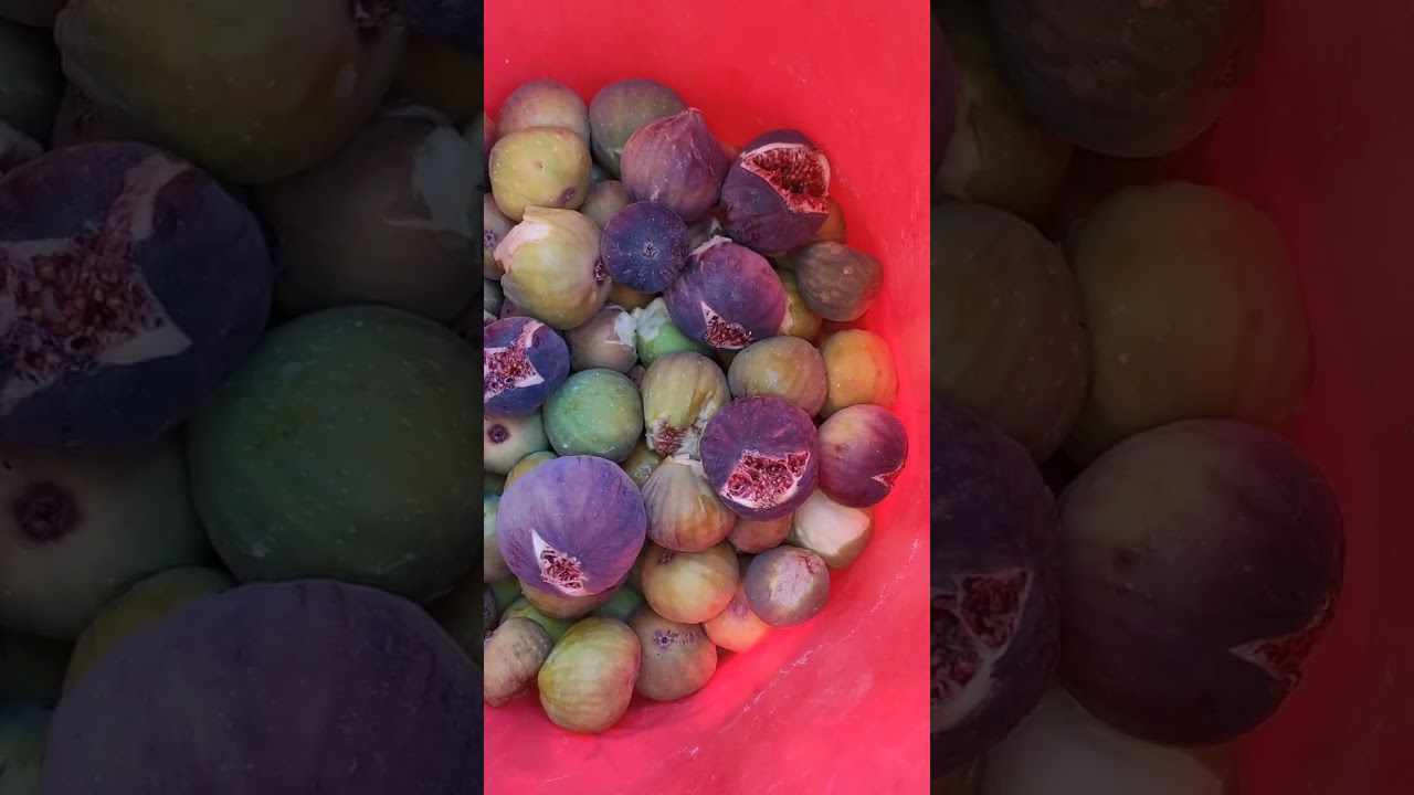 اجواء خريفية بإمتياز 🍁🍂 حضرت عرس وديتكم معايا يلا نشوفو معا بعض👰👰💃