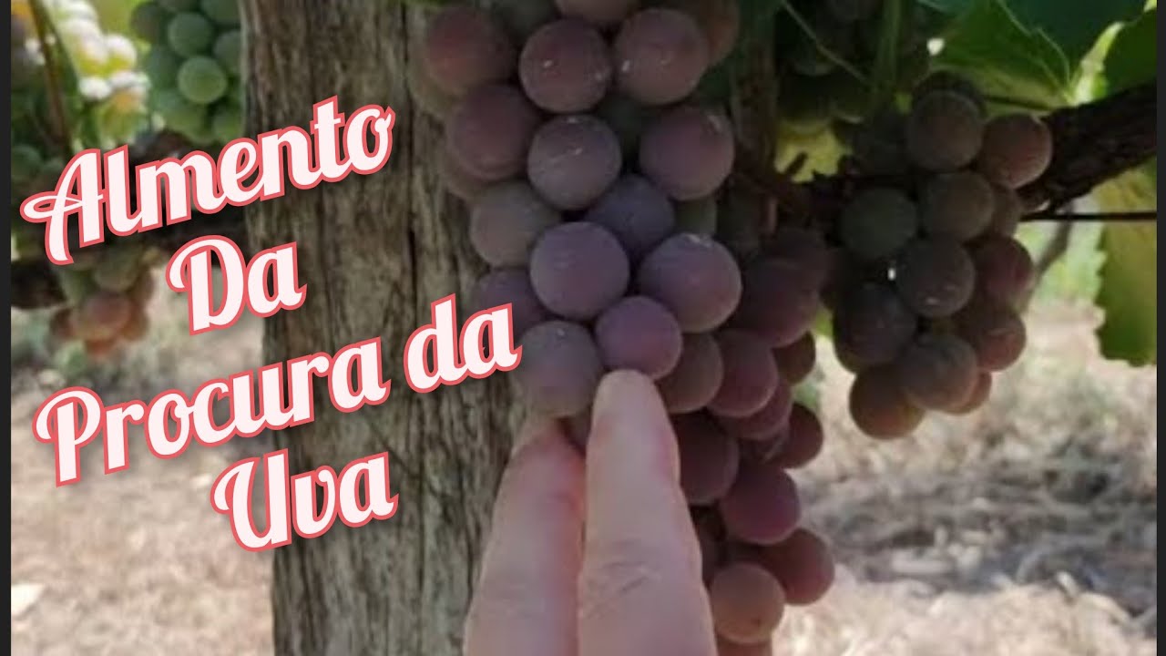 Alex Lana - Aumento da procura da uva