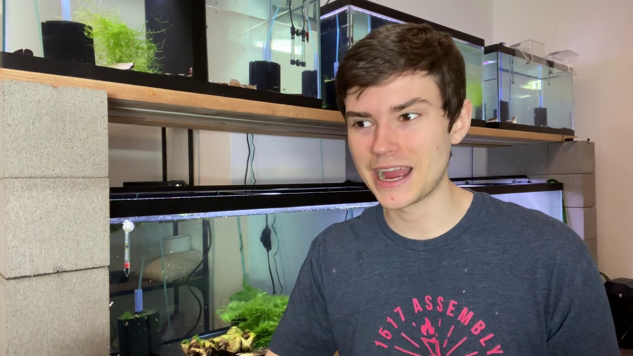 Crystal Red Shrimp DYING! Daily losses in PRL CRS tank