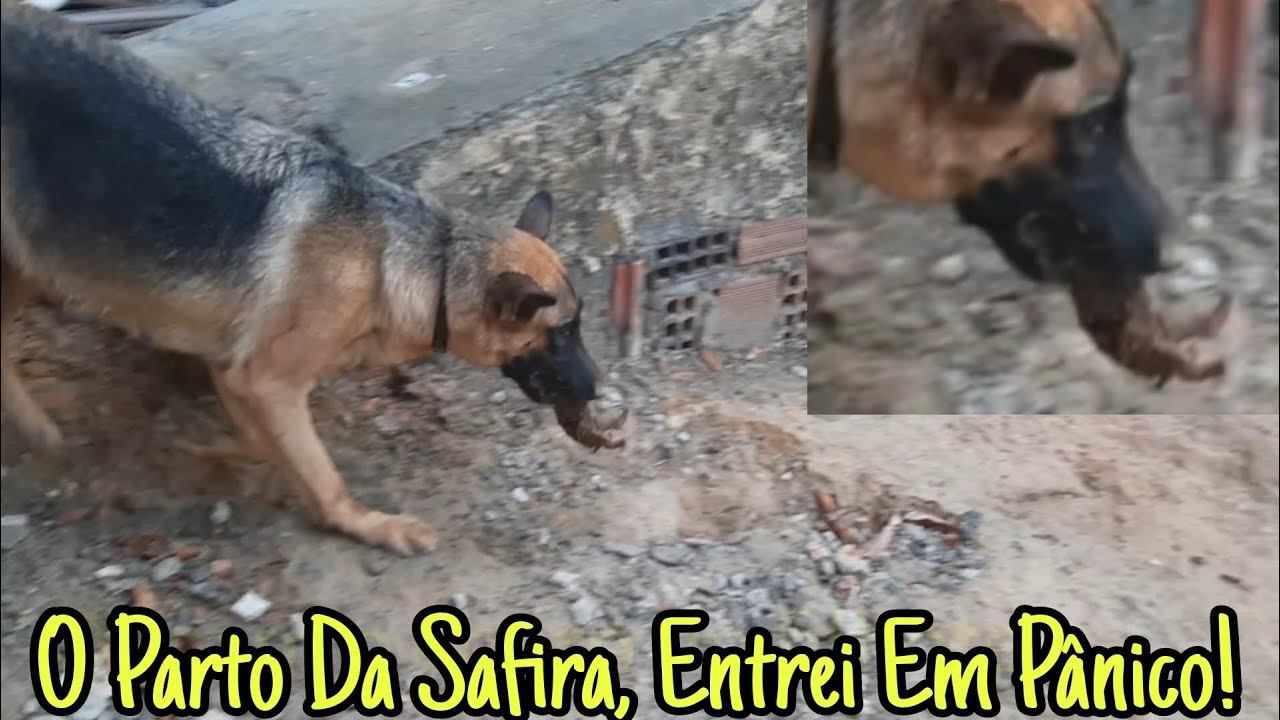 NASCIMENTO DOS FILHOTES DA  SAFIRA PASTOR ALEMÃO