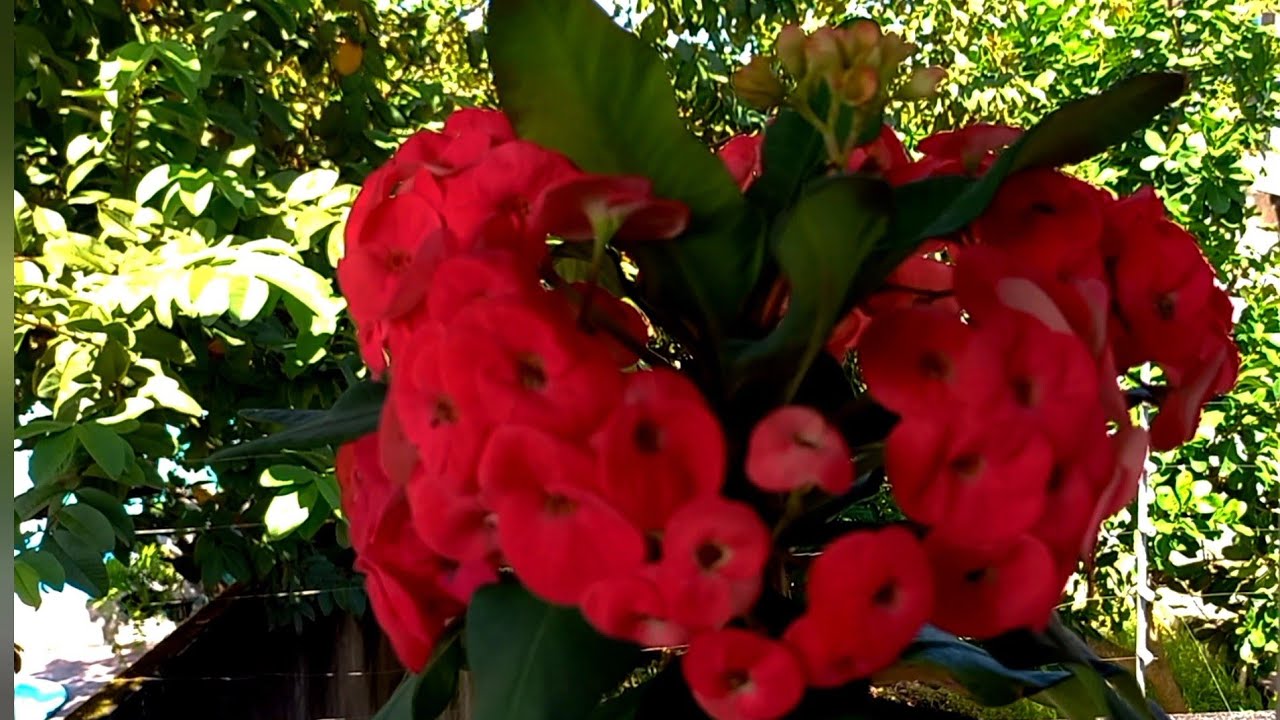 Quatro tipos de plantas de flores! que ficam floridas o ano todo!tudo que você precisa saber!