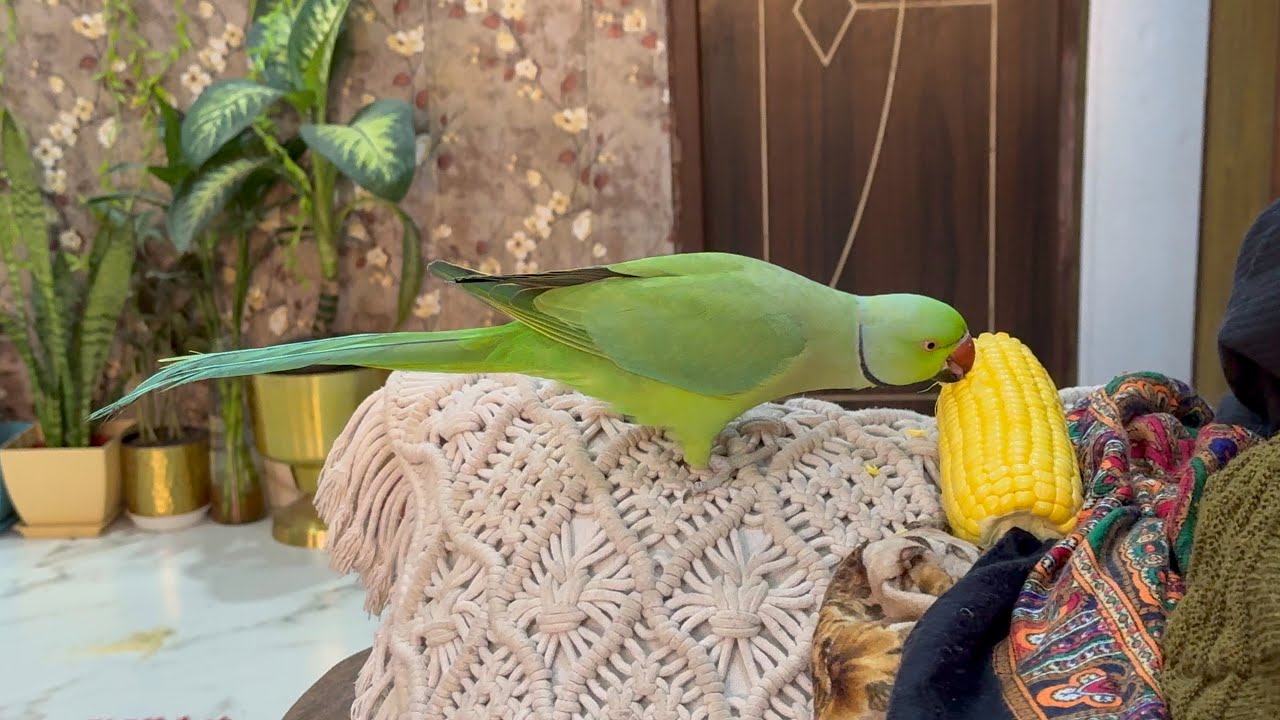 Talkingparrot 