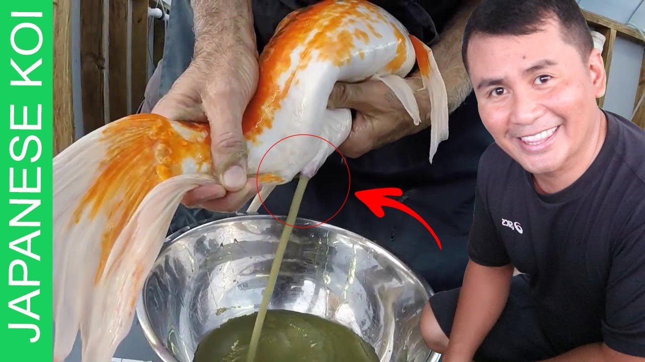 16 DIY STEPS - Breeding japanese koi made easy ( complete step by step tutorial)