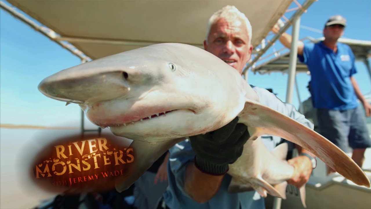INCREDIBLY Rare Glyphis Shark Catch! | SHARK | River Monsters